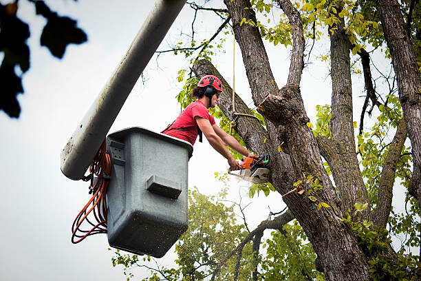 Best Tree Mulching  in Hollymead, VA